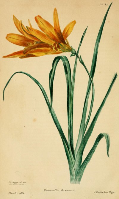 Hemerocallis dumortieri von C. Morren